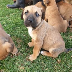 boerboel_puppies-1660237376-61-e-1.jpg boerboel_puppies-1660237376-61-e-1.jpg
