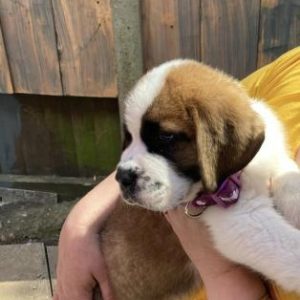 kc-saint-bernard-puppys-for-sale-1330324.jpg kc-saint-bernard-puppys-for-sale-1330324.jpg